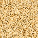 Organic Barley